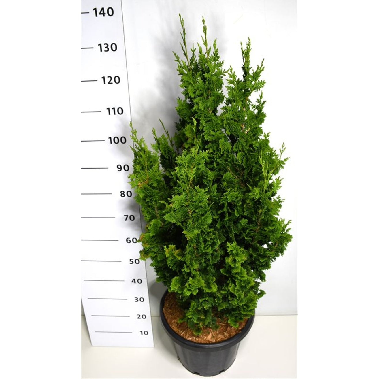 Thuja – Thuja occidentalis 'Zmatlik' - C25 100-125 cm.